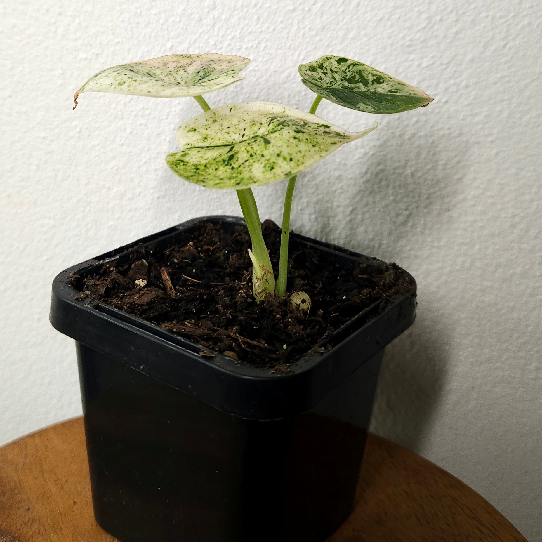 Alocasia baginda | 'Dragon Scale Mint'