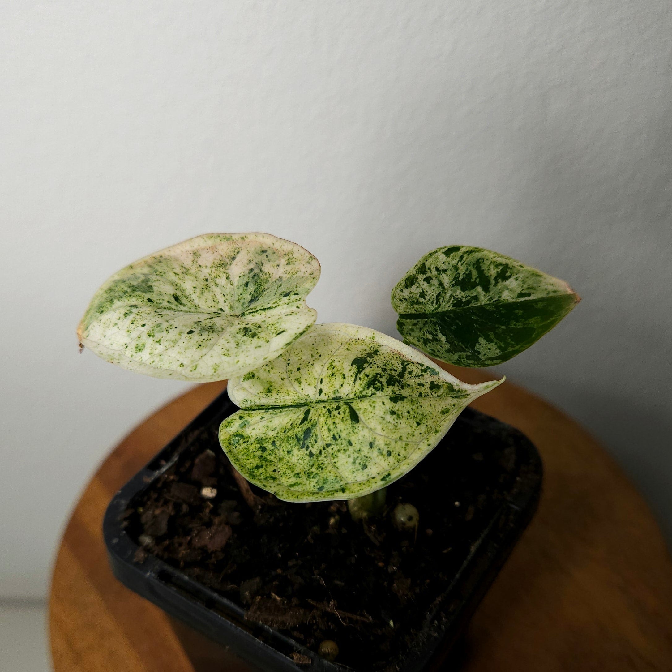 Alocasia baginda | 'Dragon Scale Mint'