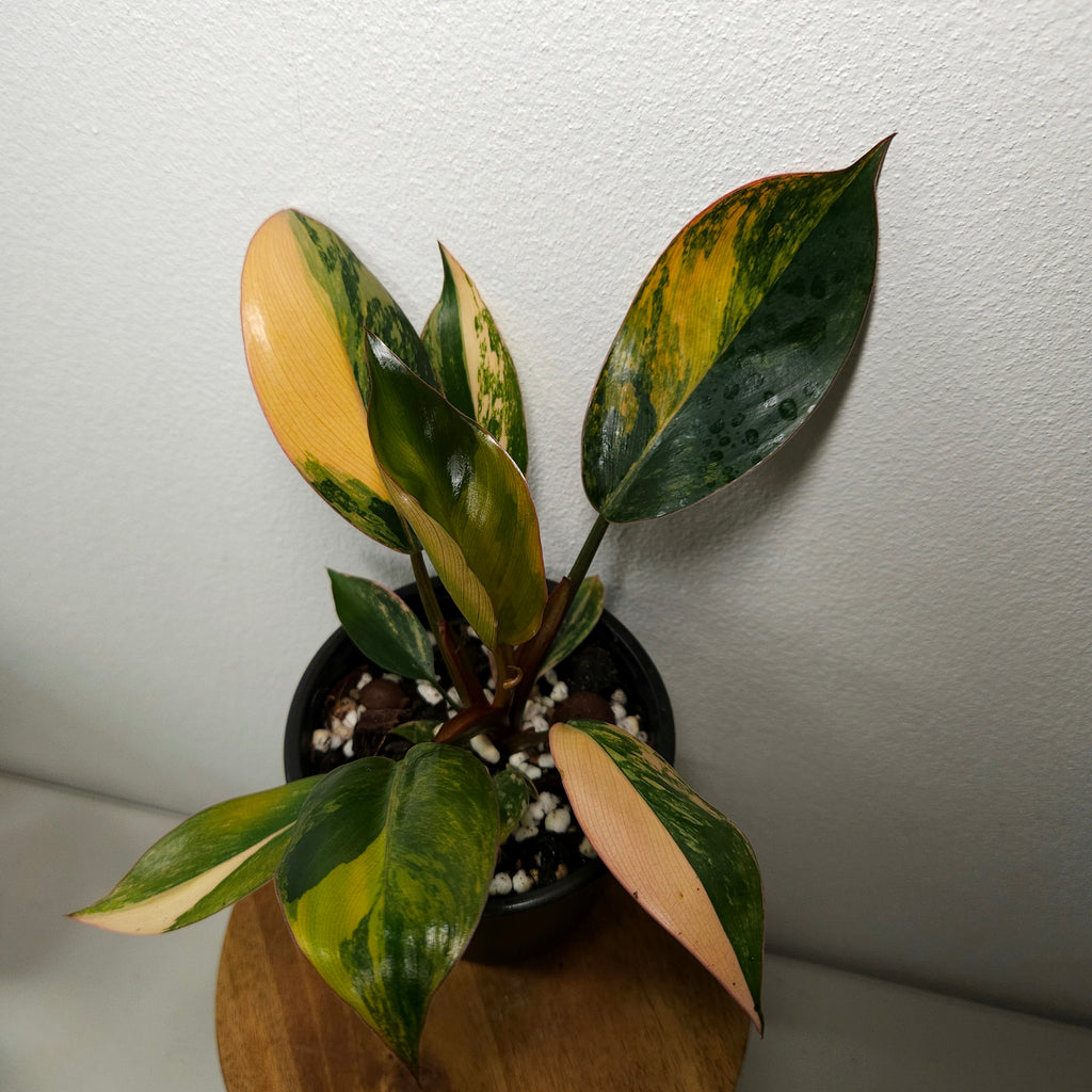 Philodendron | 'Rojo Congo Variegated' Rare Collector
