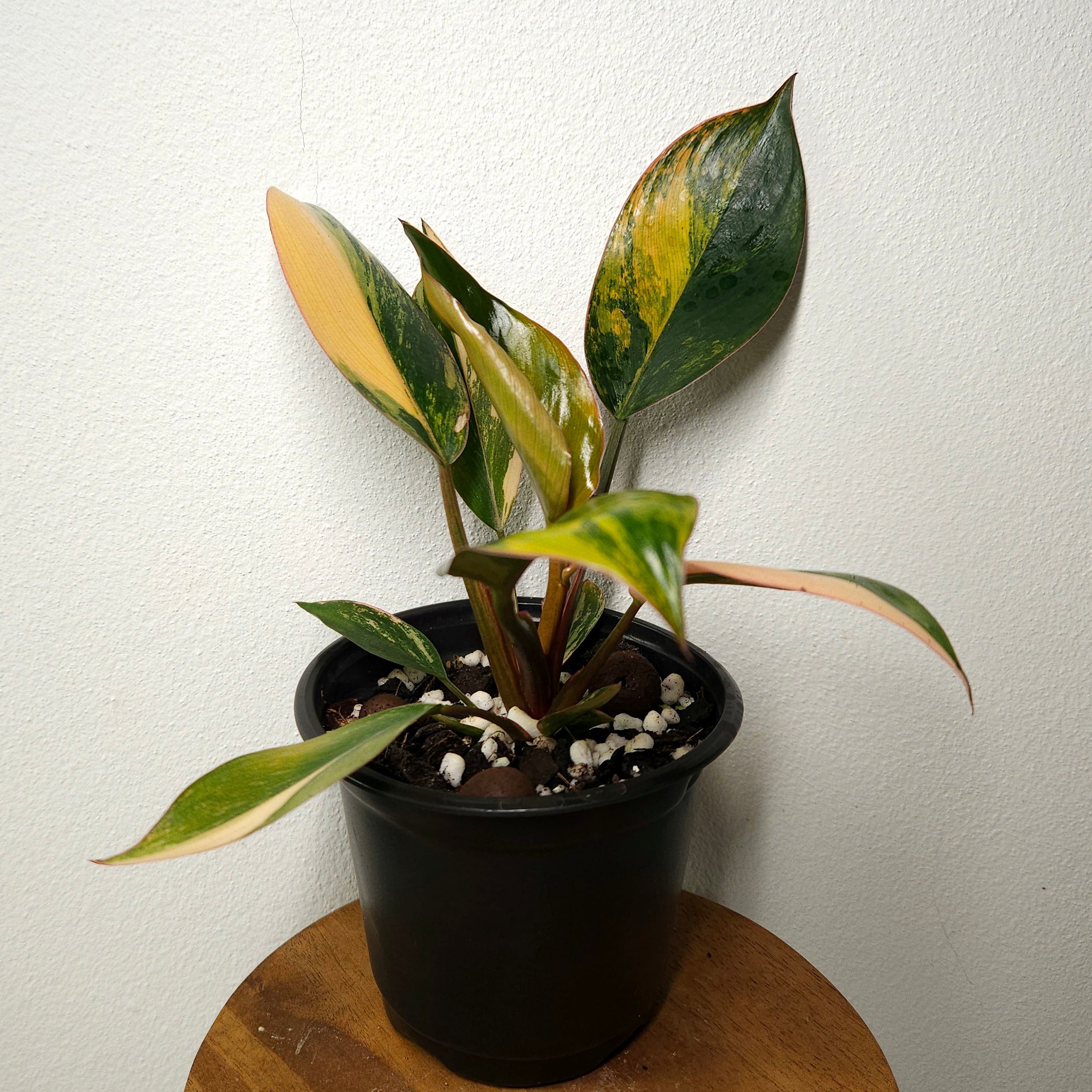 Philodendron | 'Rojo Congo Variegated' Rare Collector