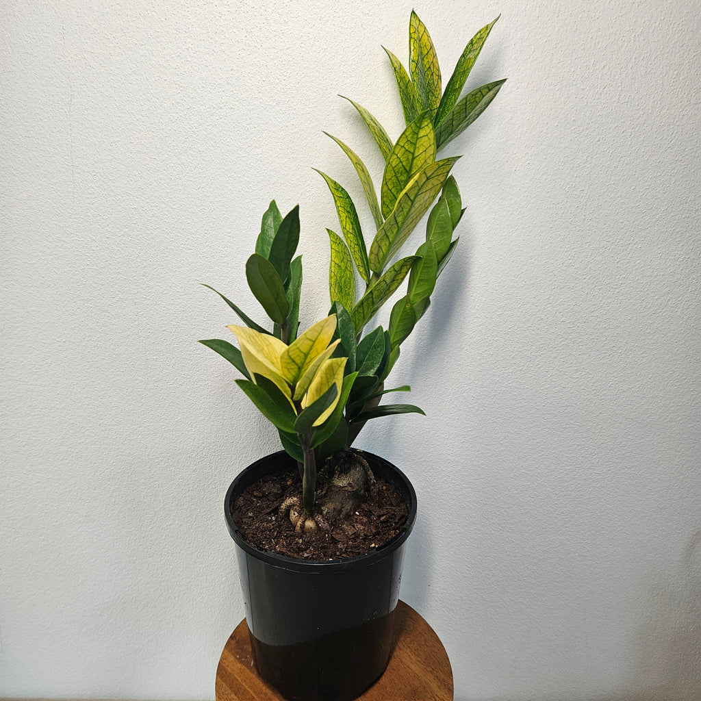 Variegated ZZ Plant ‘Akebono’ | Rare Colour-Changing Zamioculcas