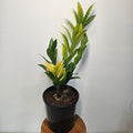Variegated ZZ Plant ‘Akebono’ | Rare Colour-Changing Zamioculcas