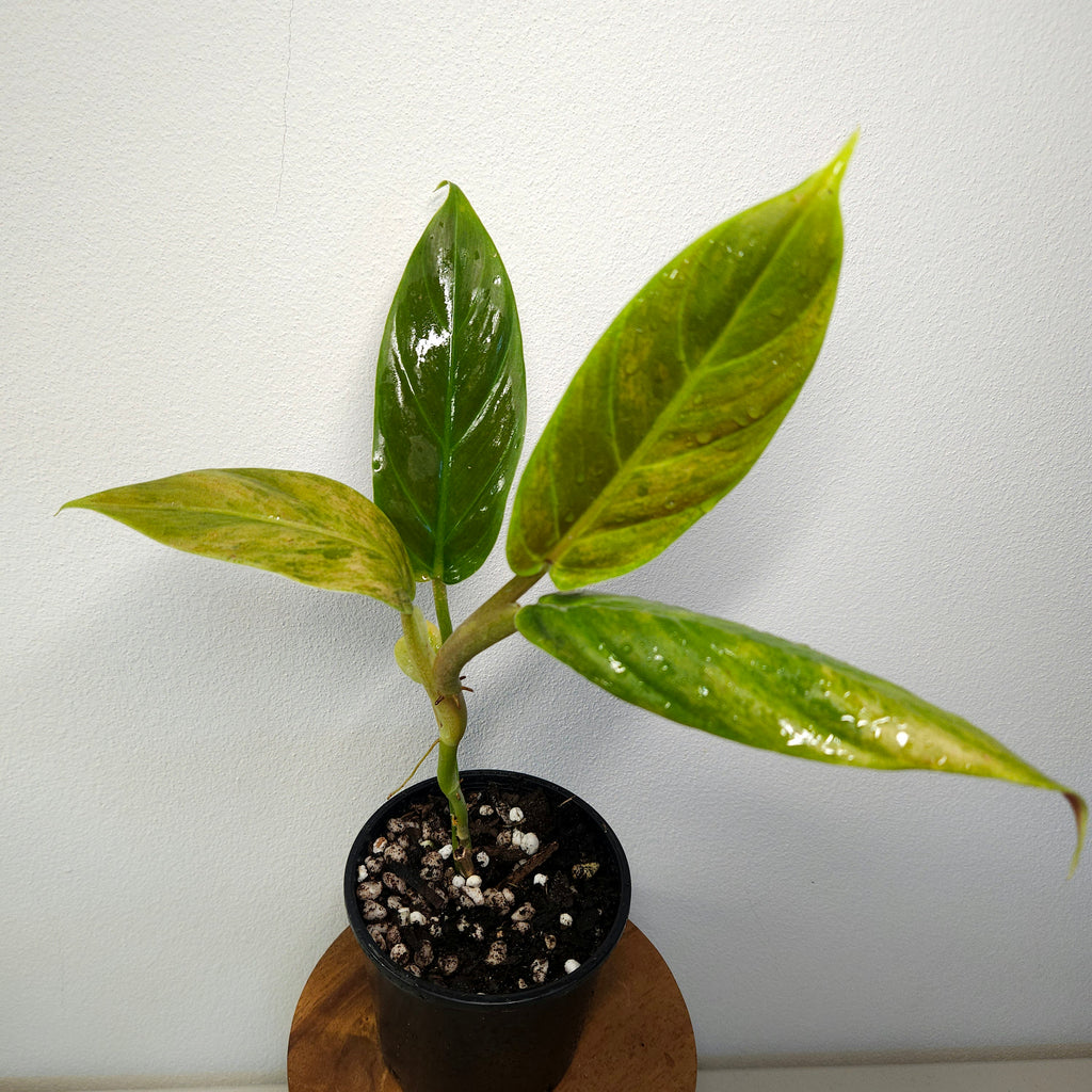 Philodendron 'Subhastatum' Variegata | Rare Variegated