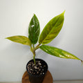 Philodendron 'Subhastatum' Variegata | Rare Variegated