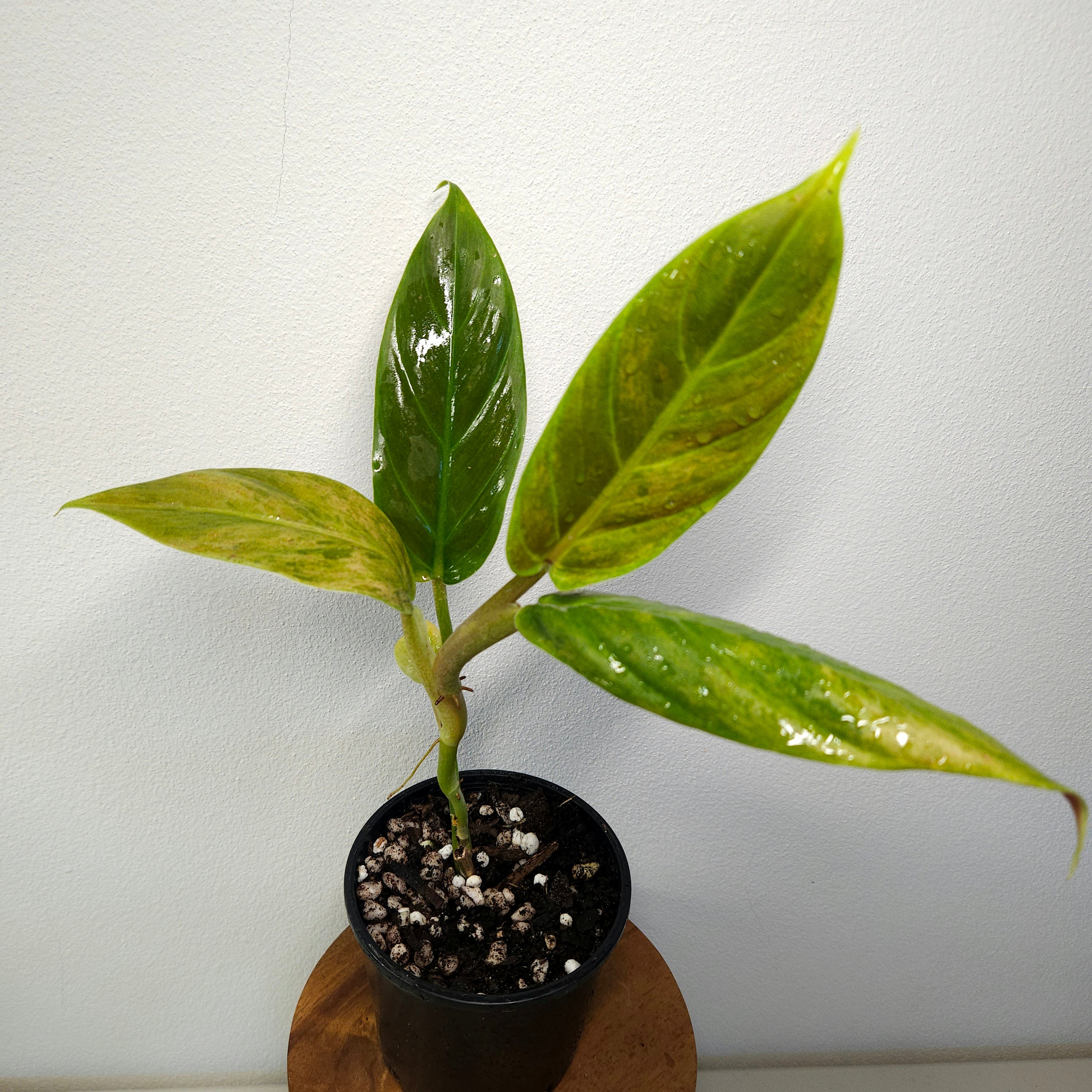 Philodendron 'Subhastatum' Variegata | Rare Variegated