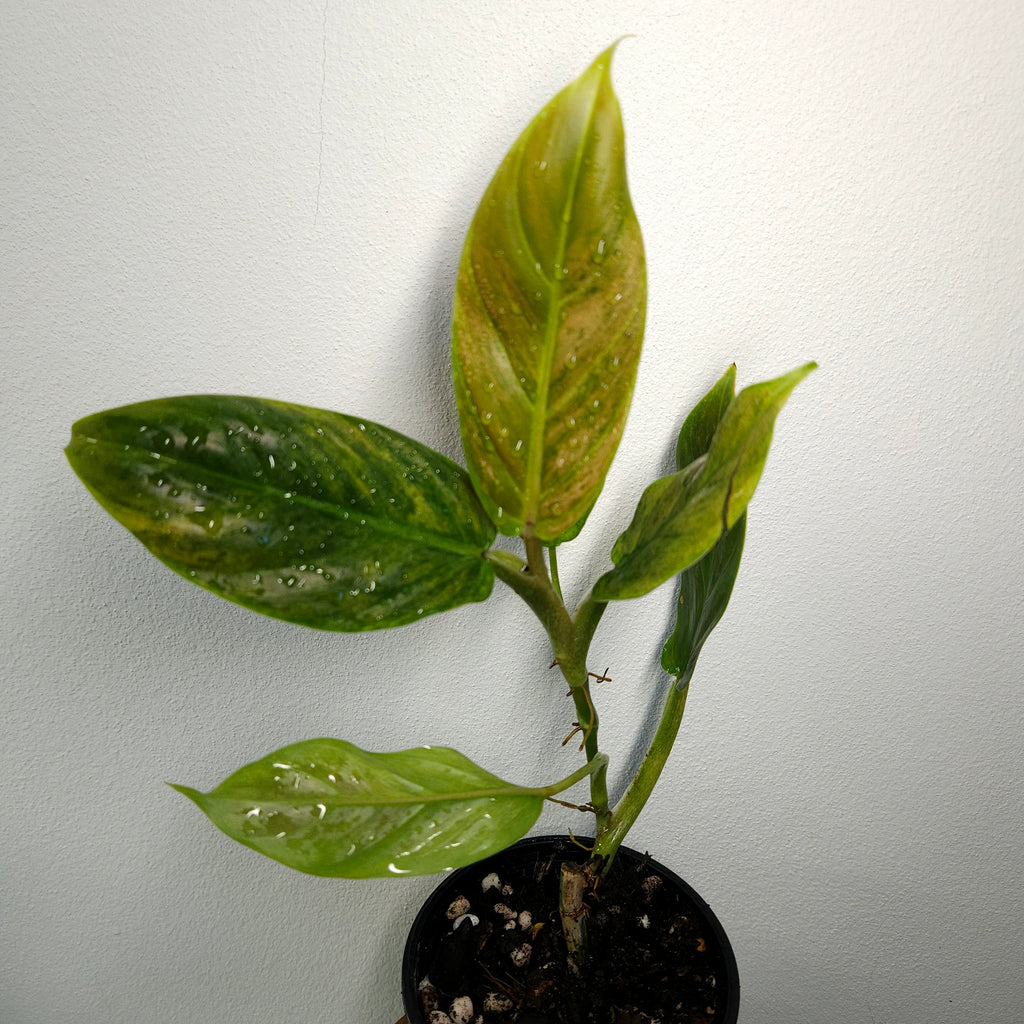 Philodendron 'Subhastatum' Variegata | Rare Variegated