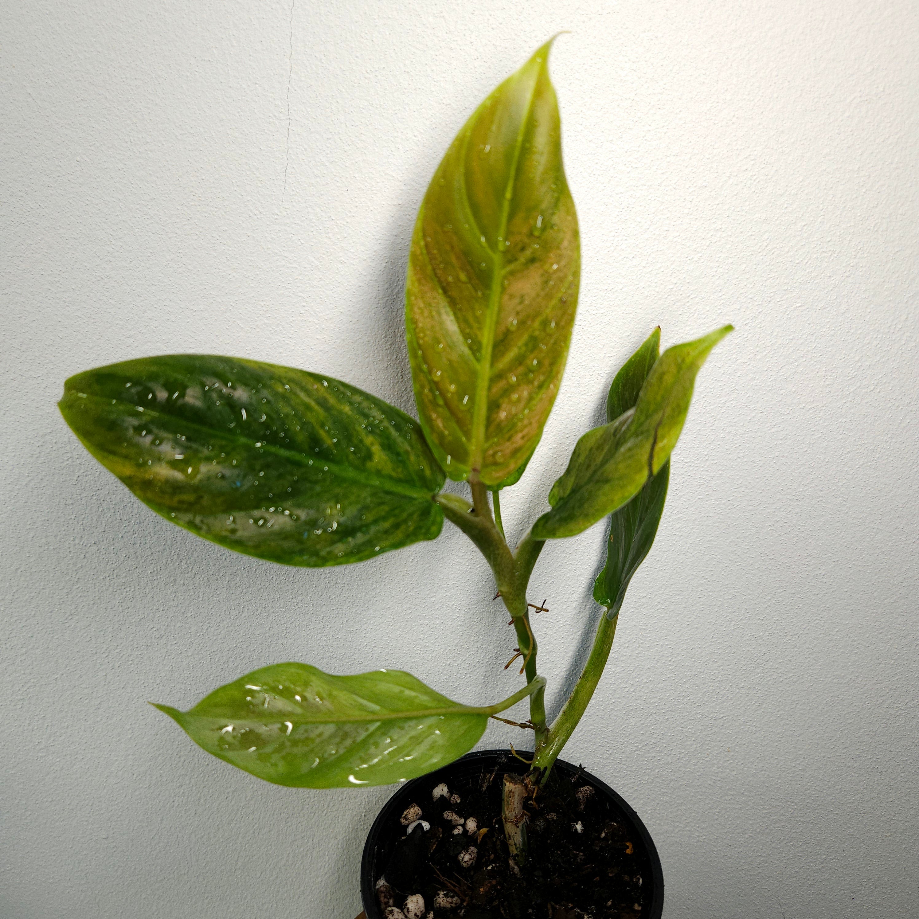Philodendron 'Subhastatum' Variegata | Rare Variegated