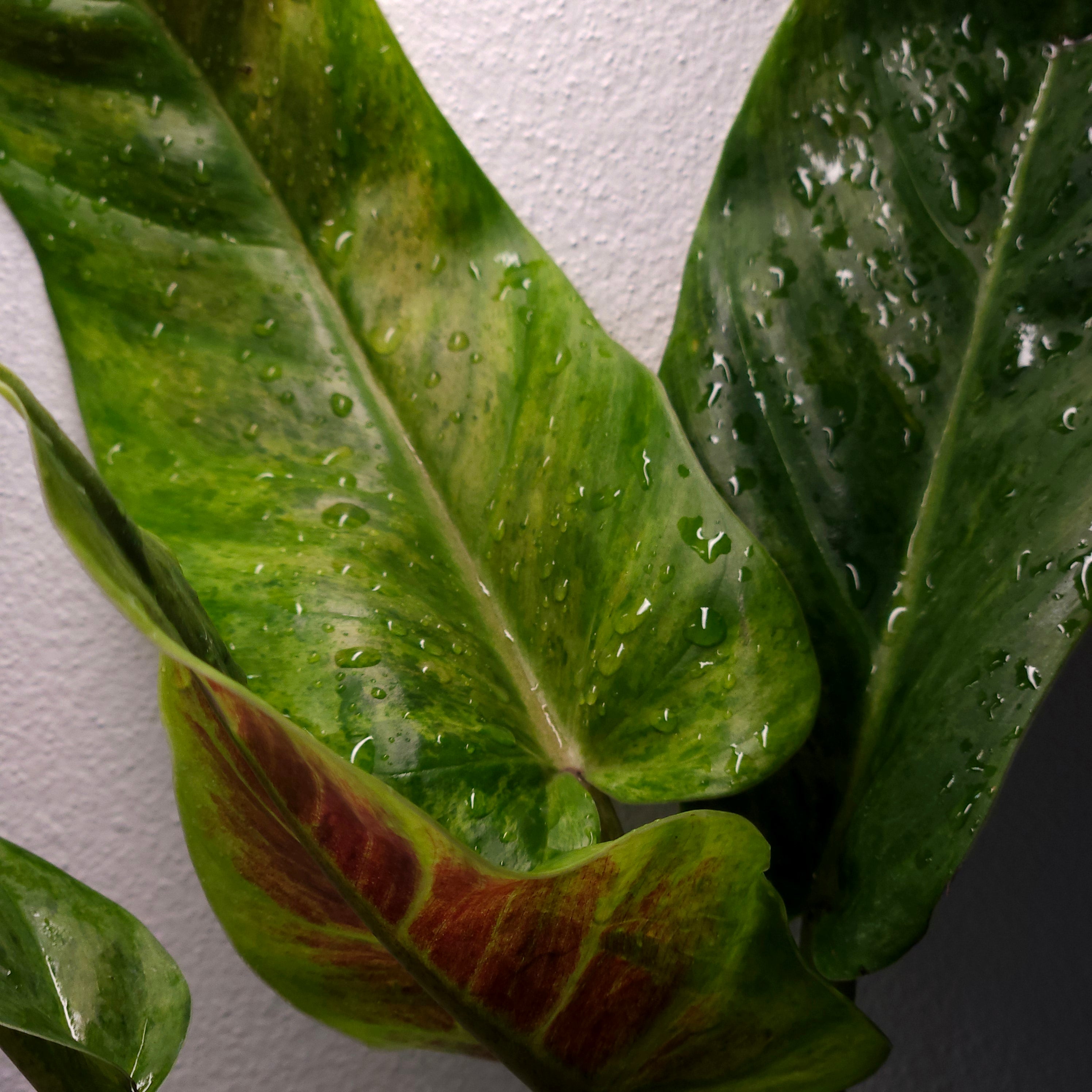 Philodendron 'Subhastatum' Variegata | Rare Variegated