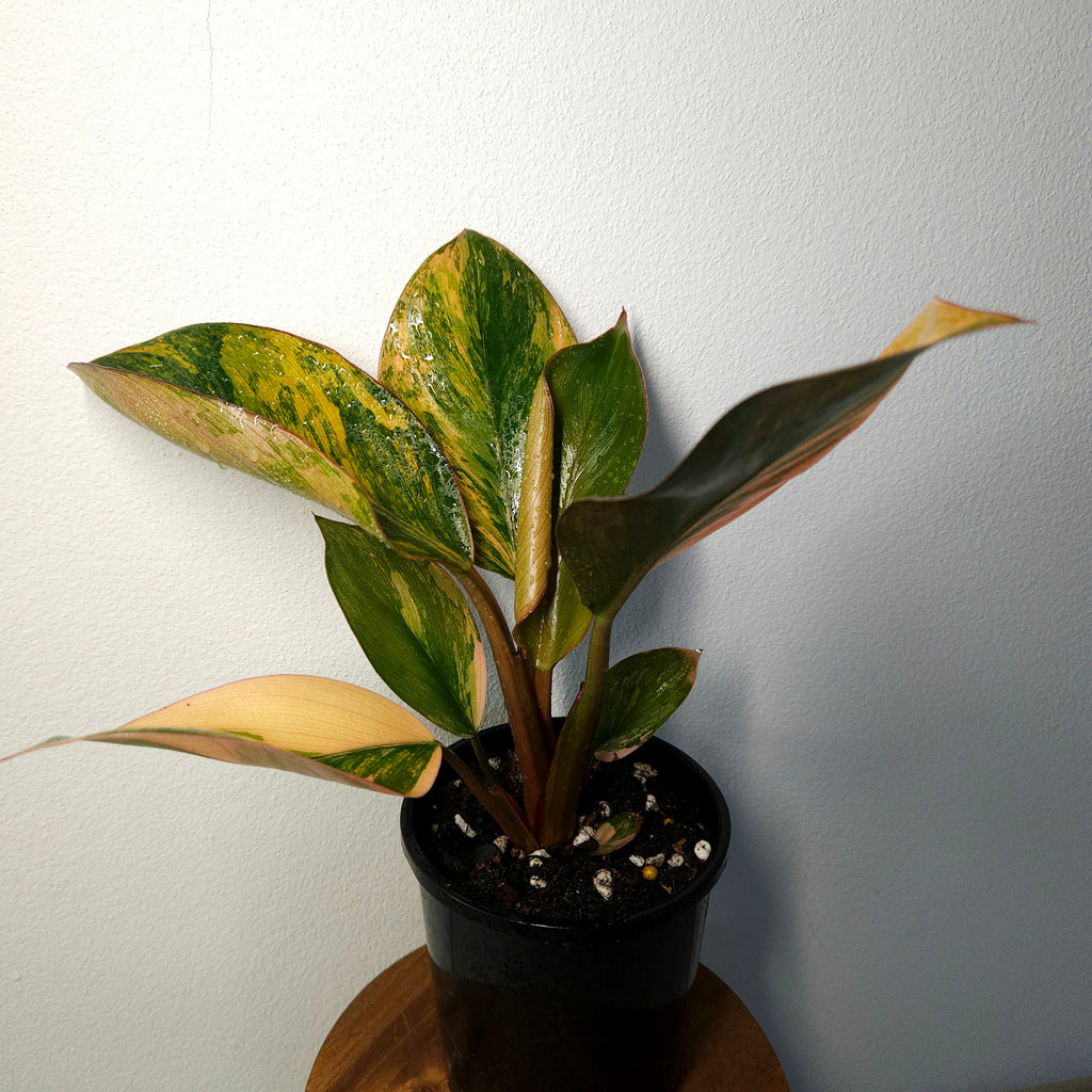Philodendron | 'Rojo Congo Variegated' Rare Collector