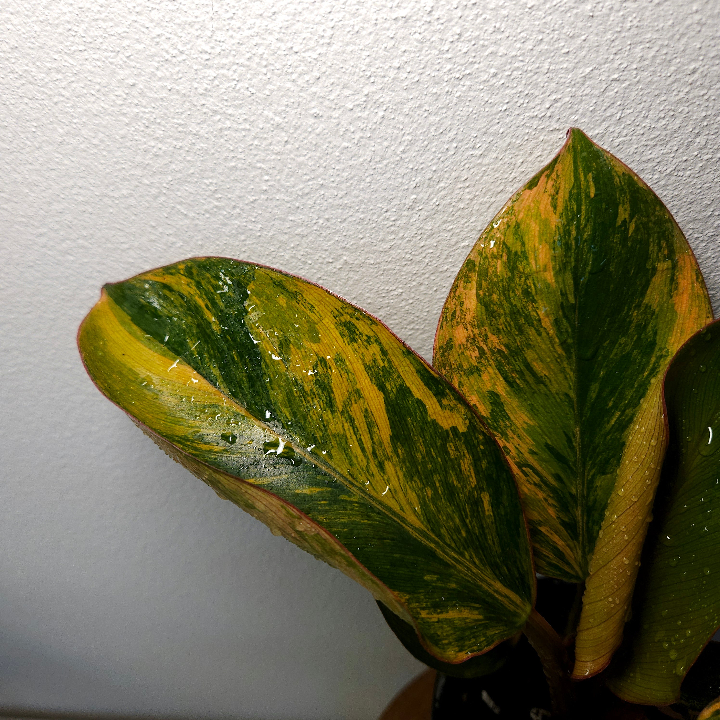 Philodendron | 'Rojo Congo Variegated' Rare Collector