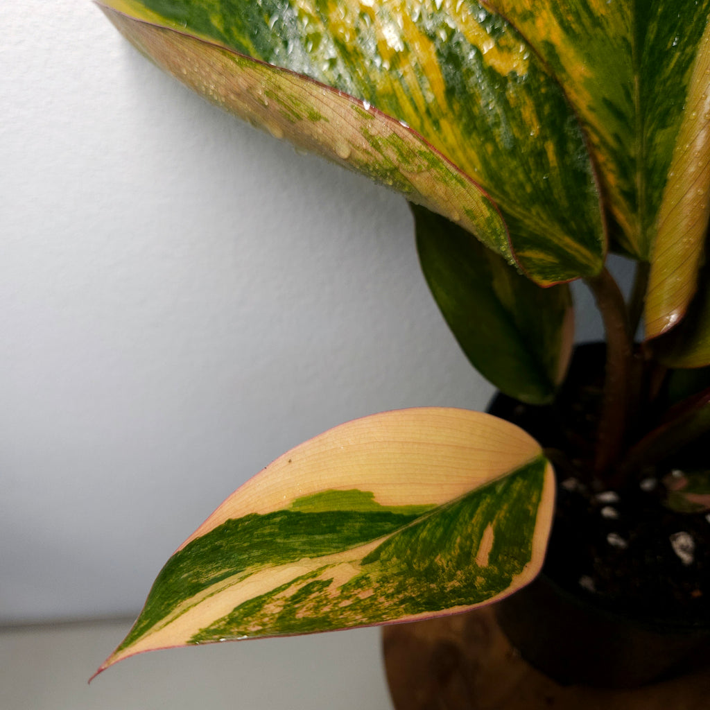 Philodendron | 'Rojo Congo Variegated' Rare Collector