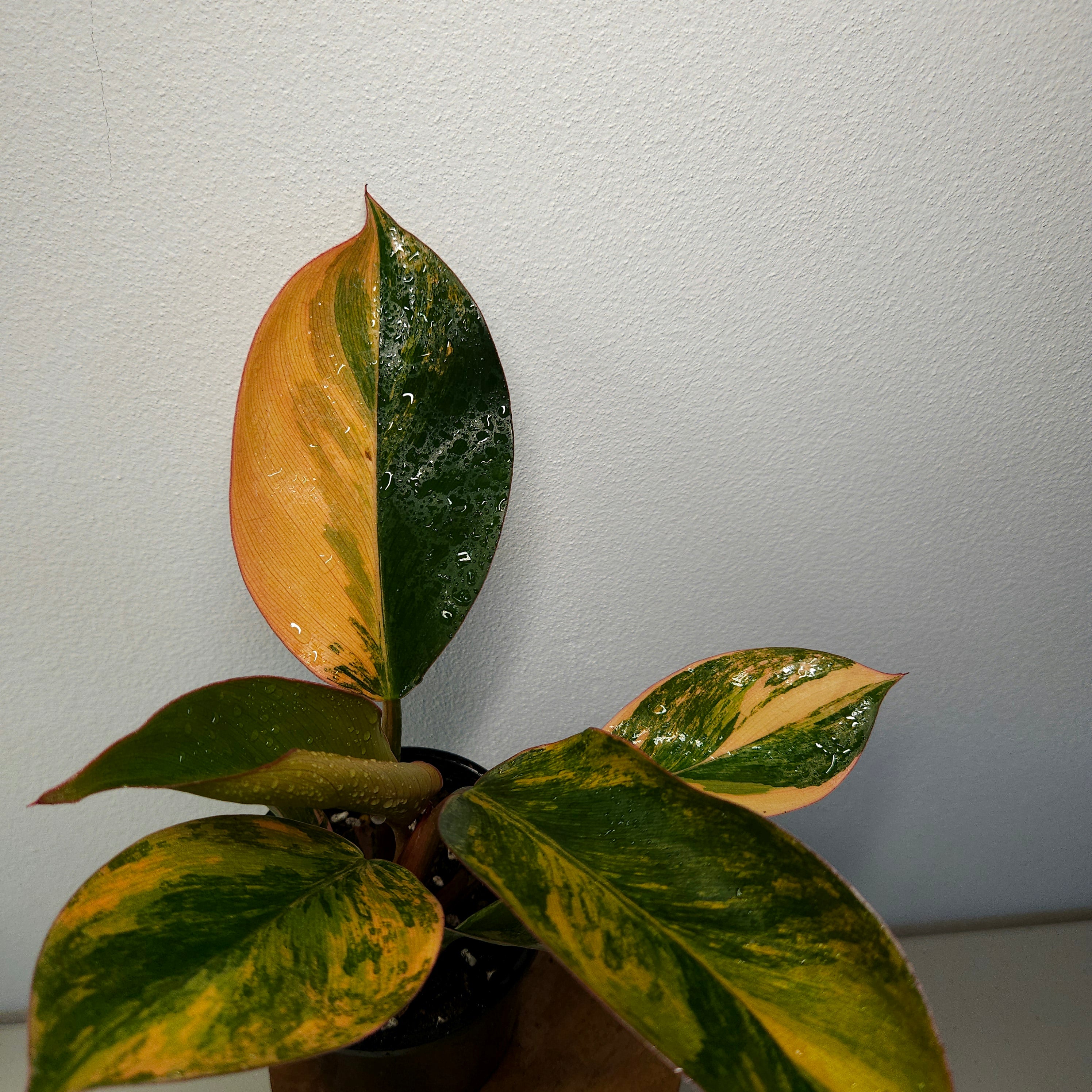 Philodendron | 'Rojo Congo Variegated' Rare Collector