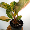 Philodendron | 'Rojo Congo Variegated' Rare Collector