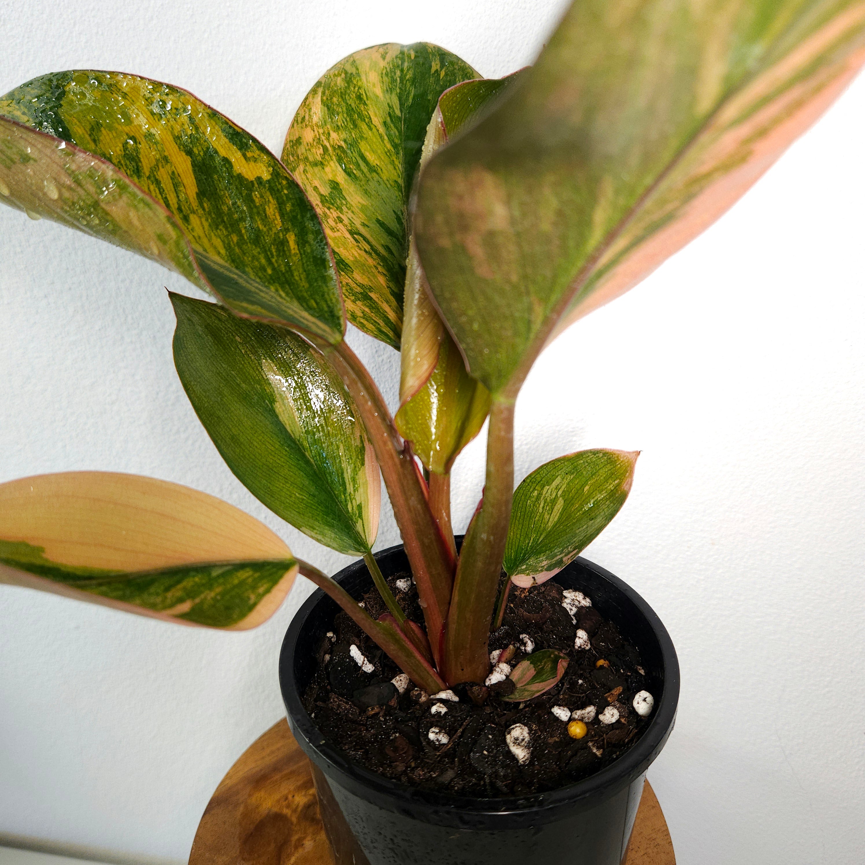 Philodendron | 'Rojo Congo Variegated' Rare Collector