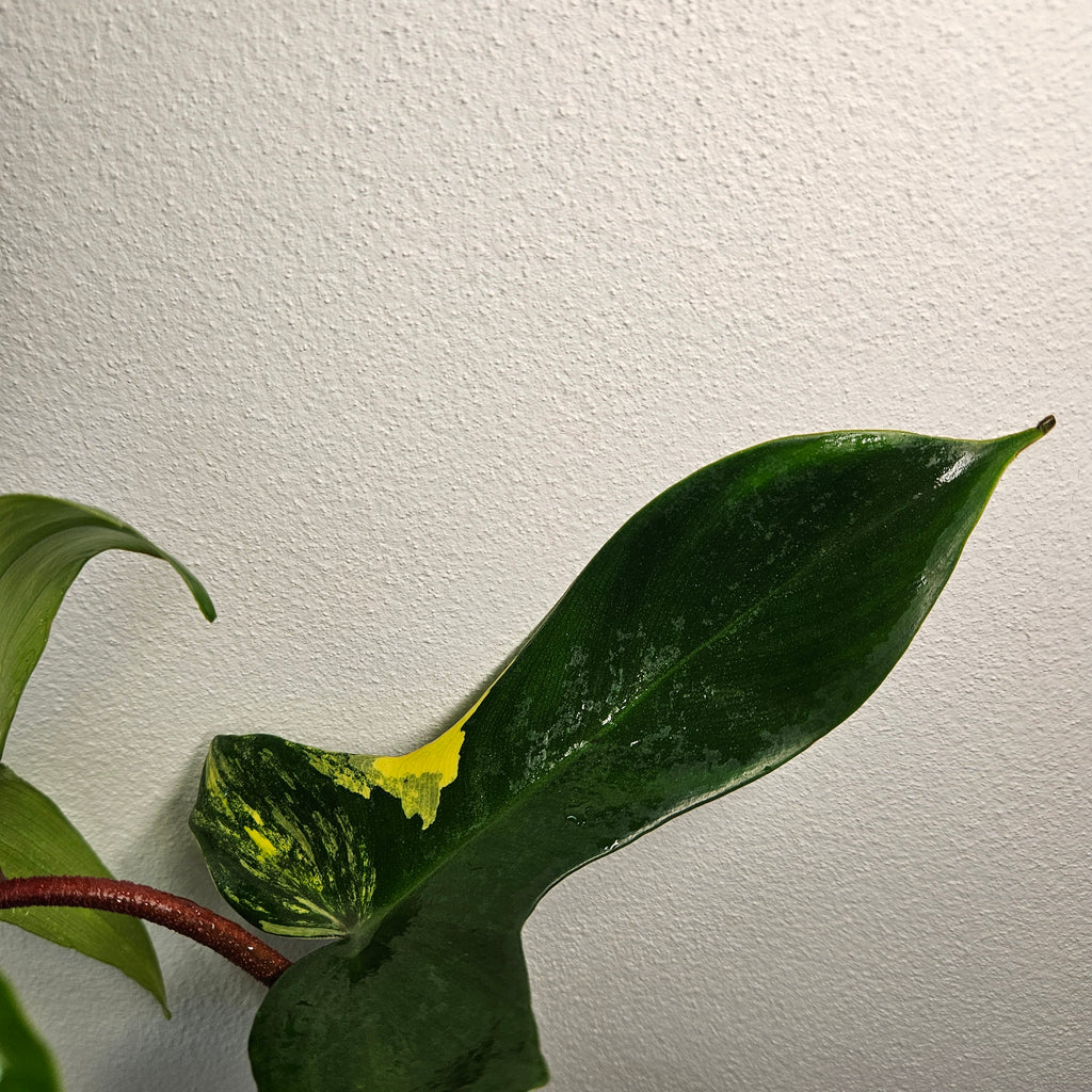 Philodendron Florida Beauty | Rare Aurea Variegated