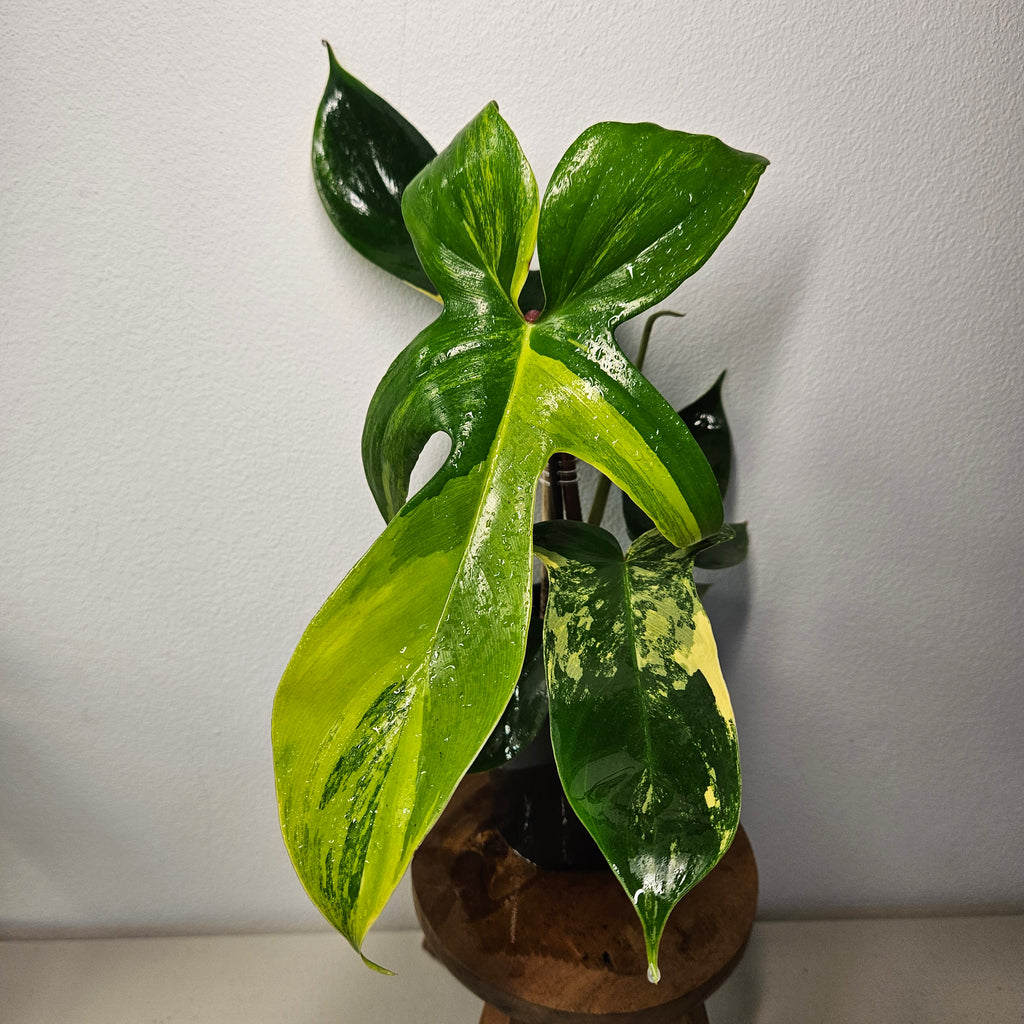 Philodendron Florida Beauty | Rare Aurea Variegated