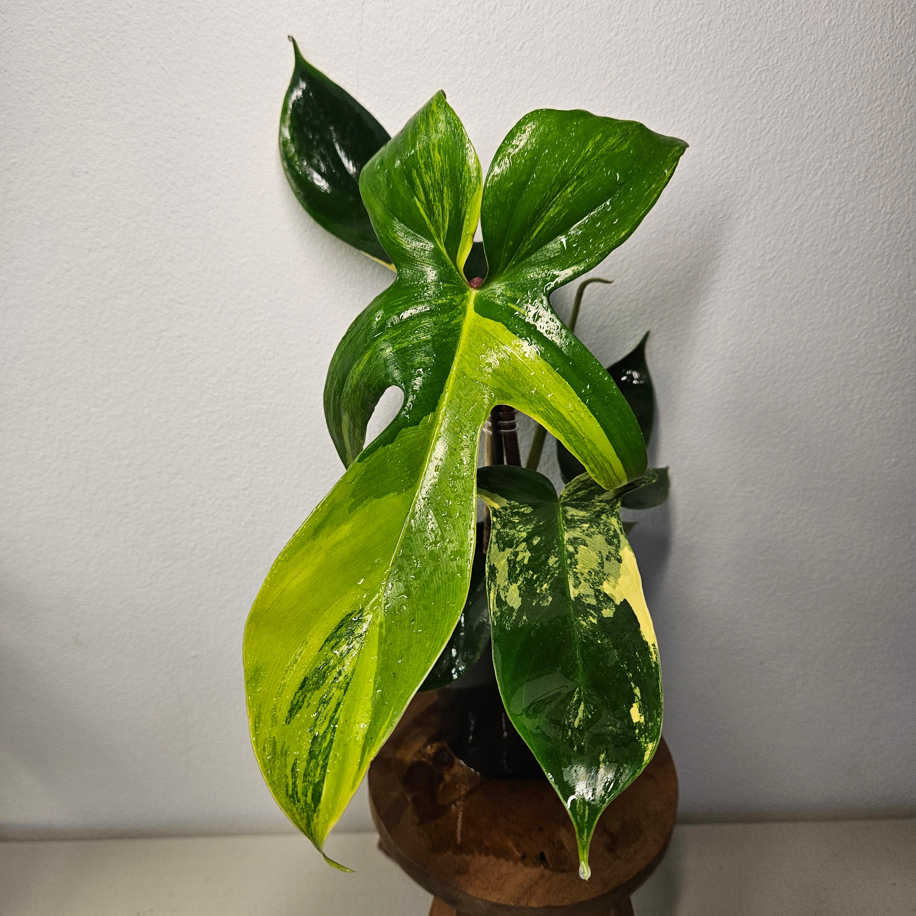 Philodendron Florida Beauty | Rare Aurea Variegated