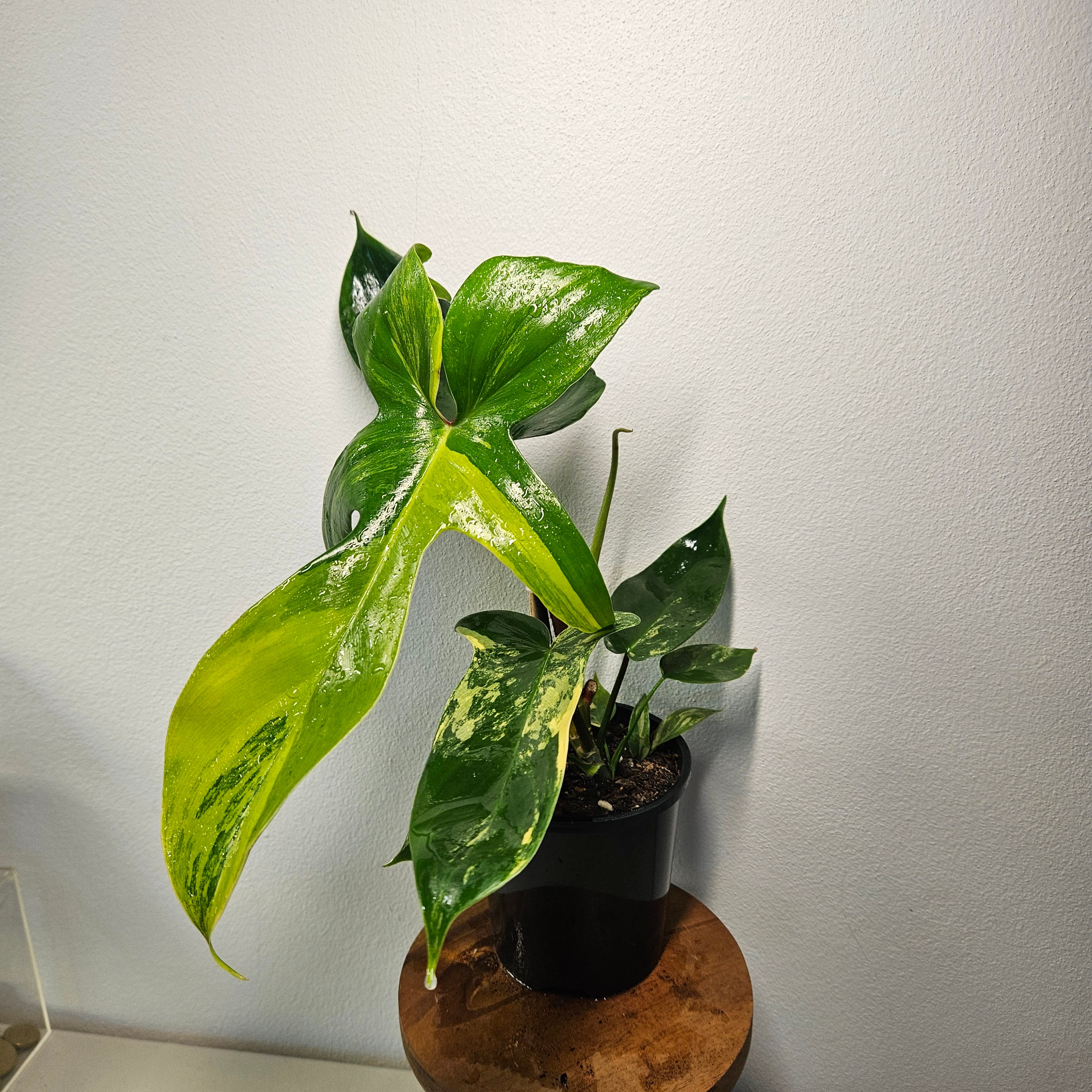 Philodendron Florida Beauty | Rare Aurea Variegated