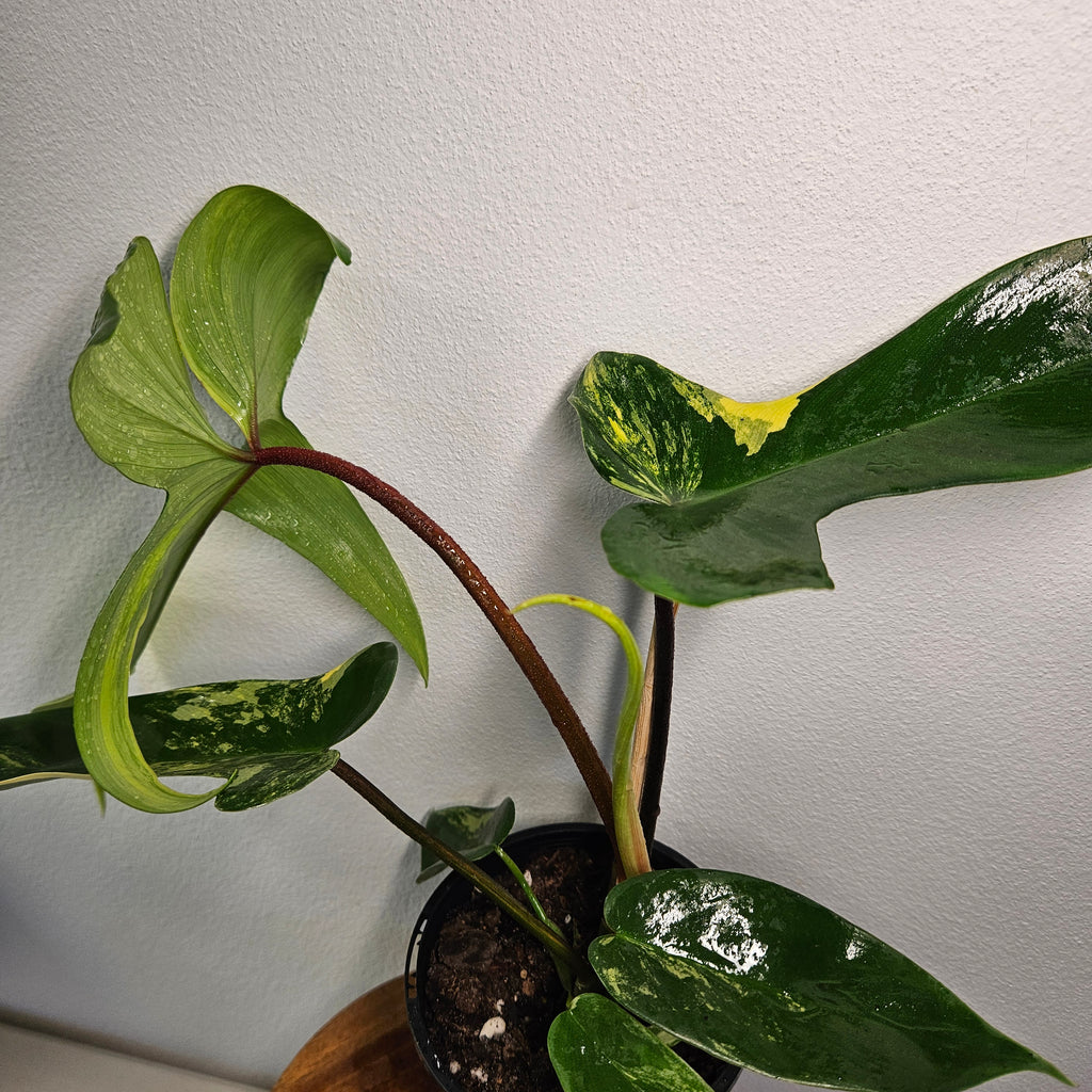 Philodendron Florida Beauty | Rare Aurea Variegated