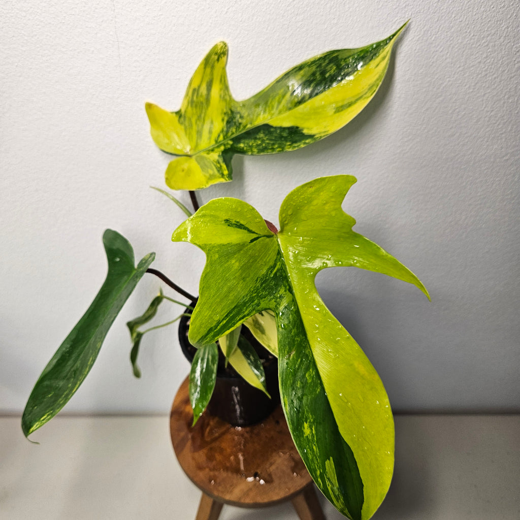 Philodendron Florida Beauty | Rare Aurea Variegated