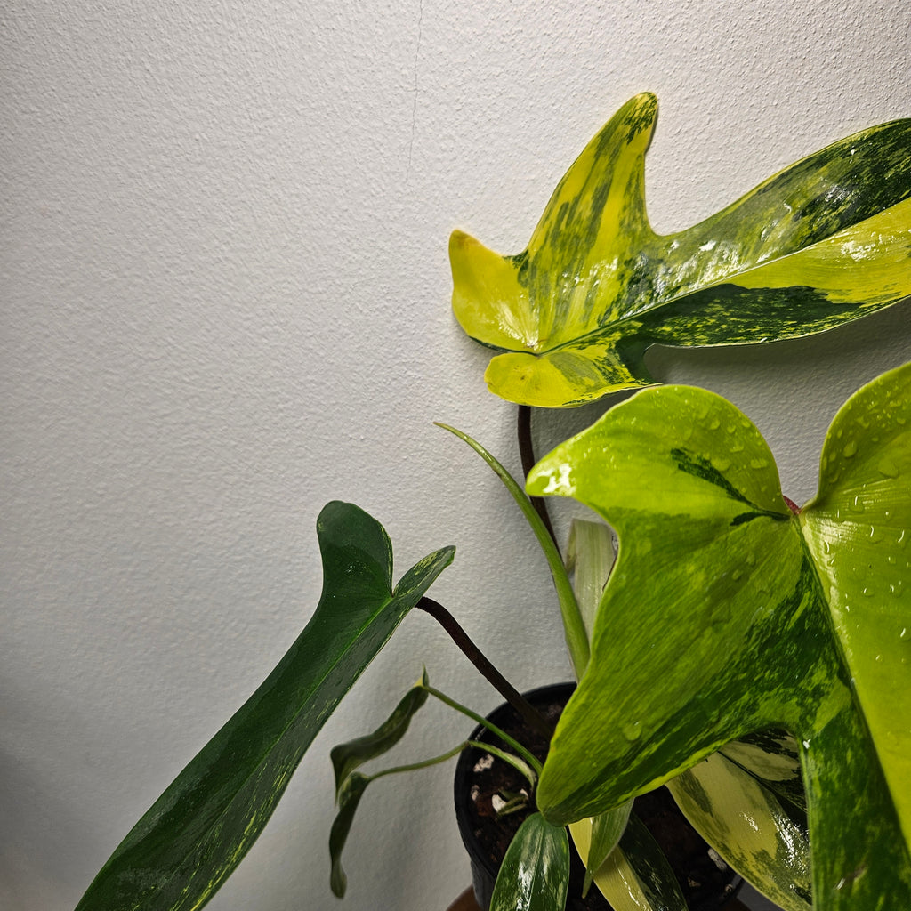 Philodendron Florida Beauty | Rare Aurea Variegated
