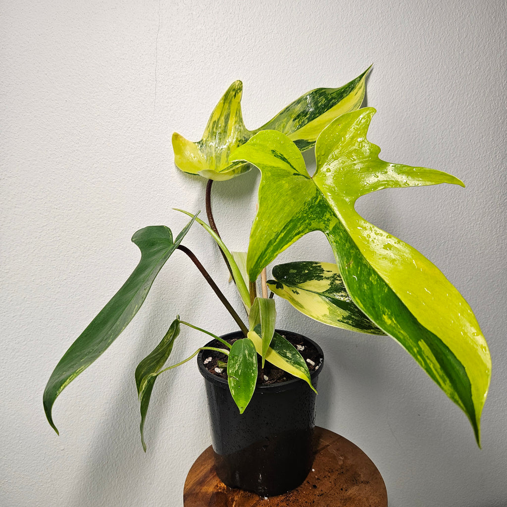 Philodendron Florida Beauty | Rare Aurea Variegated