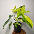 Philodendron Florida Beauty | Rare Aurea Variegated