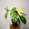 Philodendron Florida Beauty | Rare Aurea Variegated