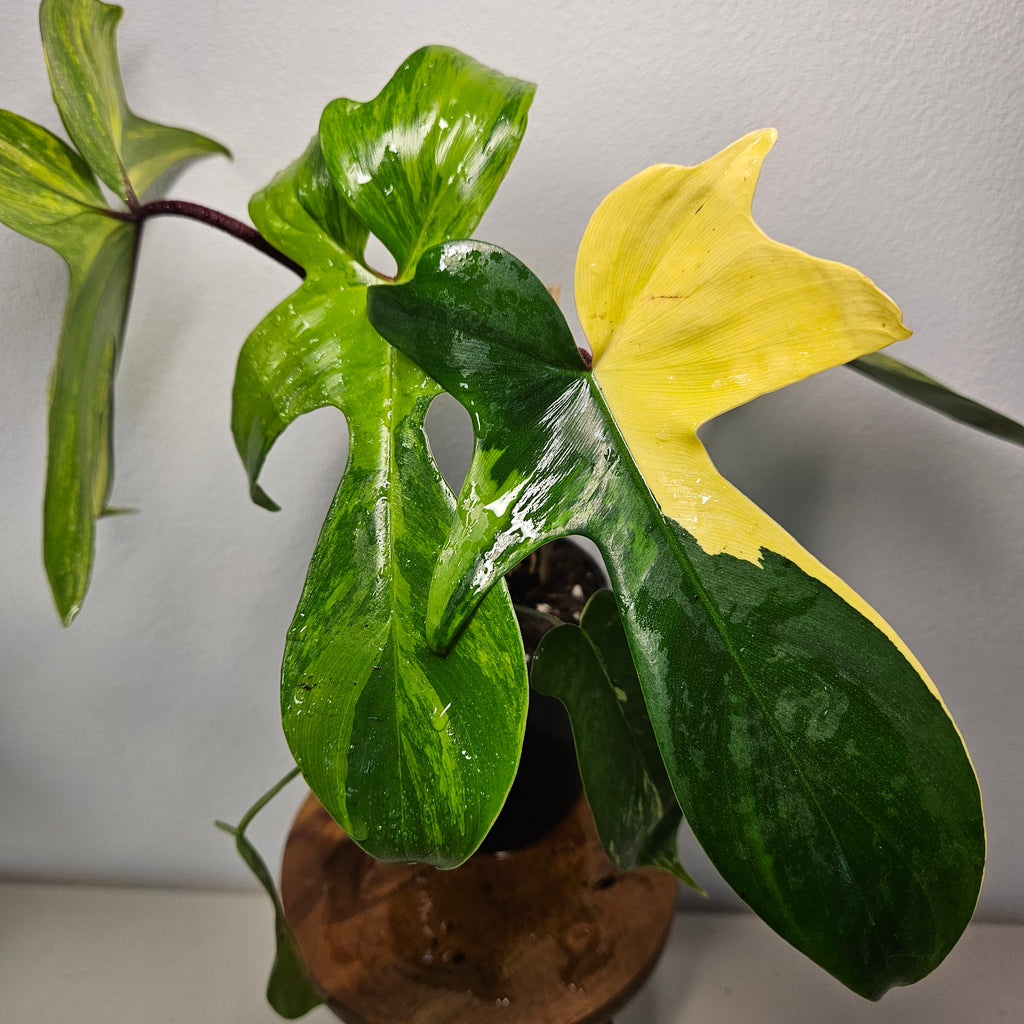 Philodendron Florida Beauty | Rare Aurea Variegated