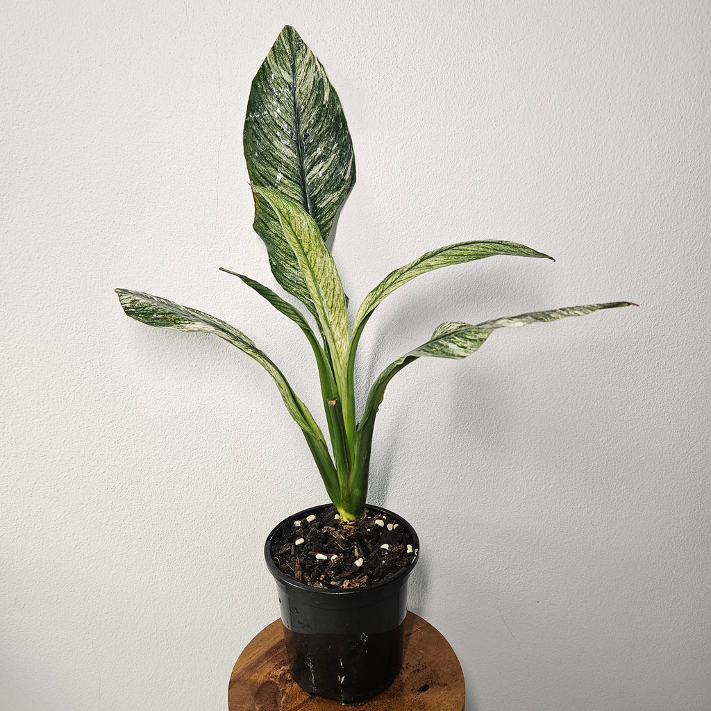 Spathiphyllum Peace Lily | Rare Mint Variegated Form
