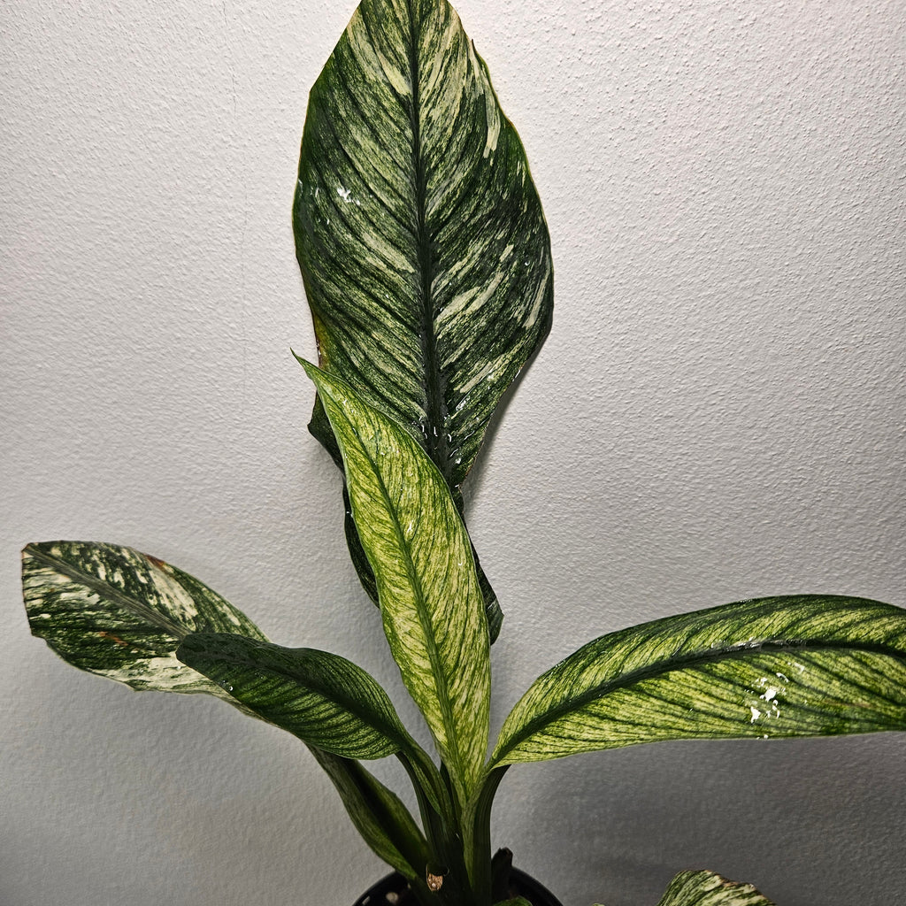 Spathiphyllum Peace Lily | Rare Mint Variegated Form