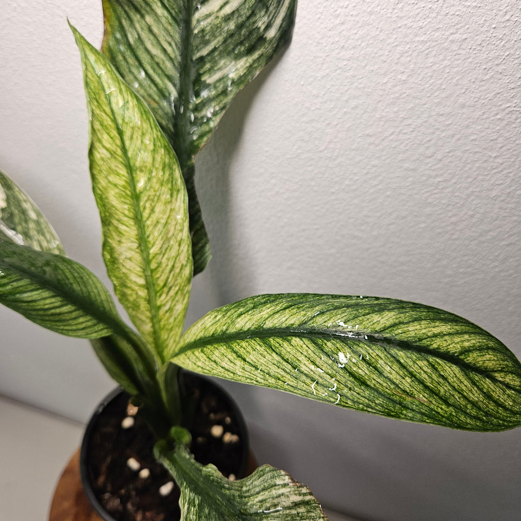Spathiphyllum Peace Lily | Rare Mint Variegated Form