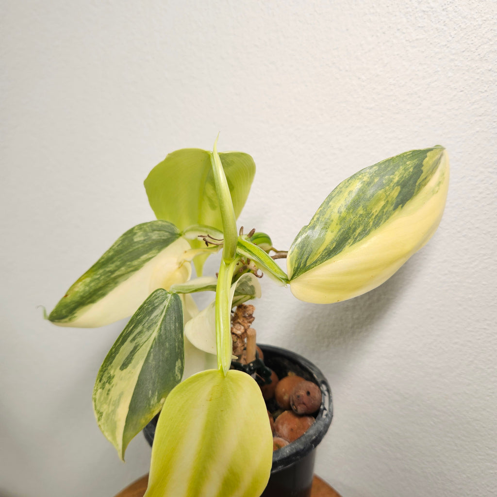 Philodendron Silver Sword | Highly Variegated