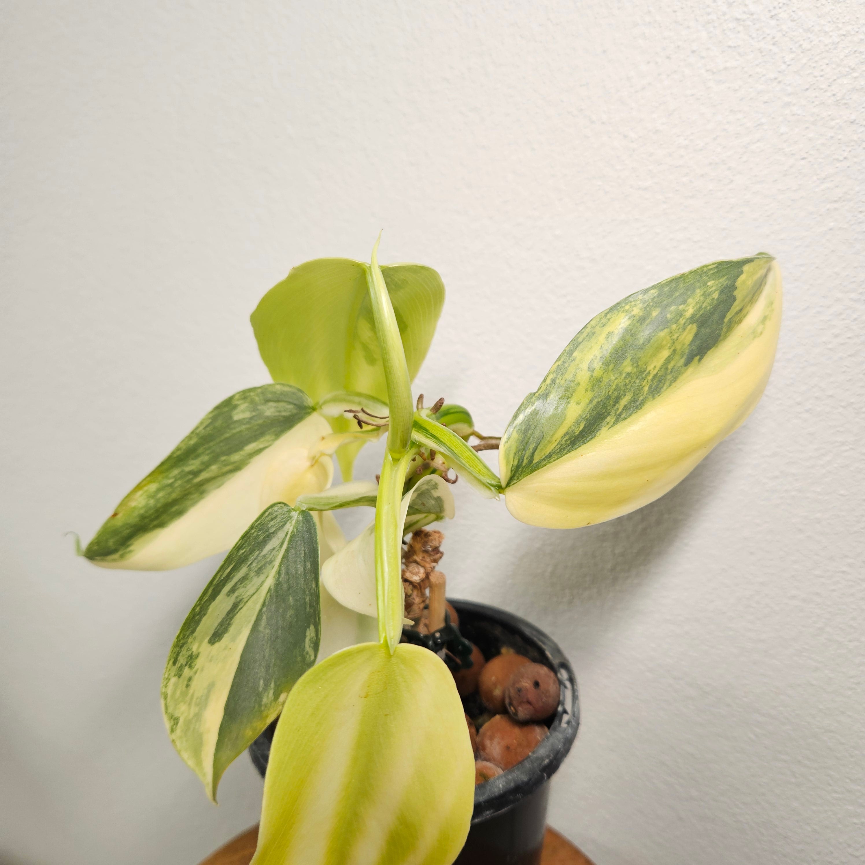 Philodendron Silver Sword | Highly Variegated