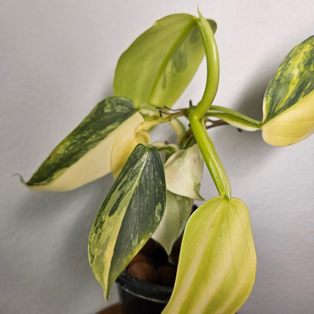 Philodendron Silver Sword | Highly Variegated
