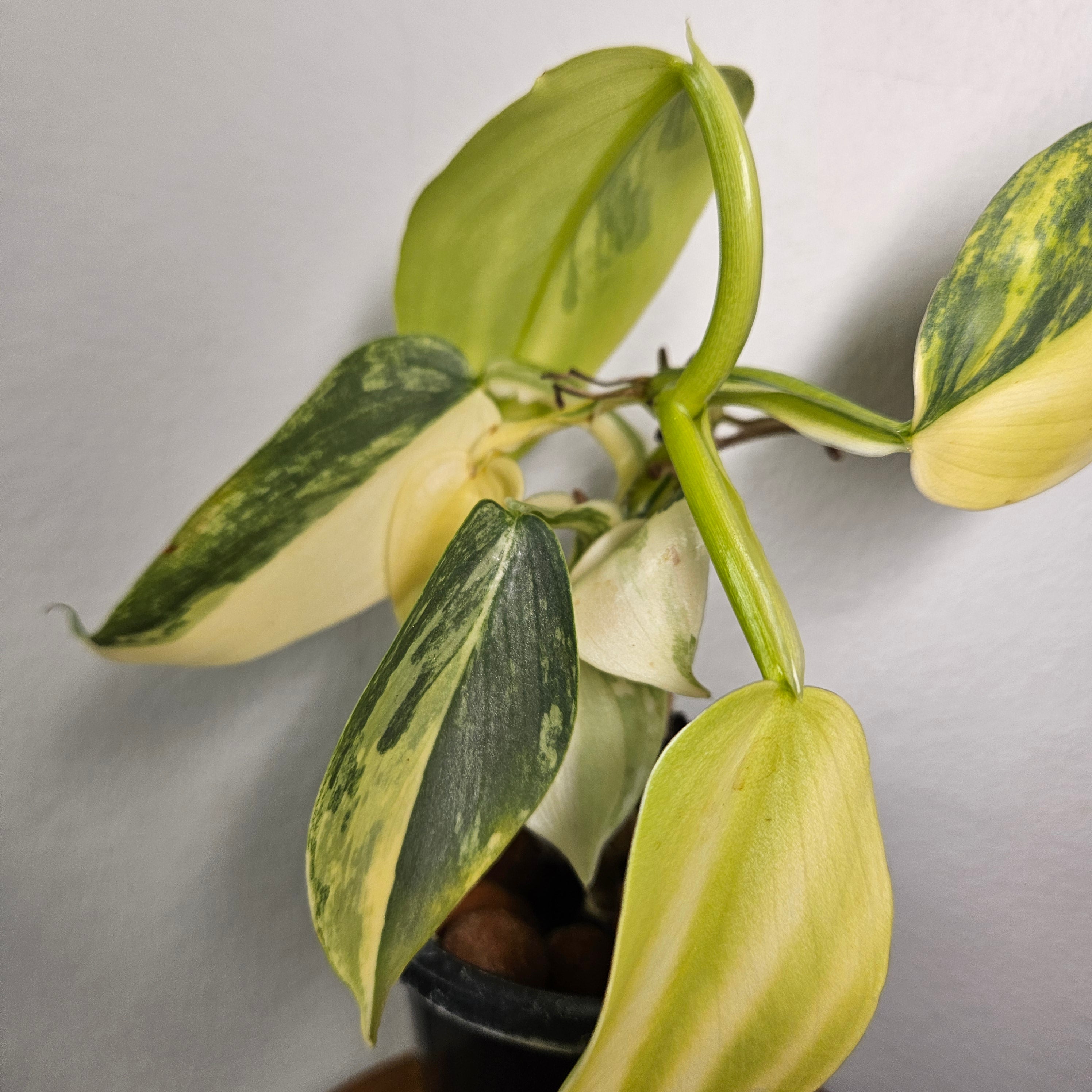 Philodendron Silver Sword | Highly Variegated
