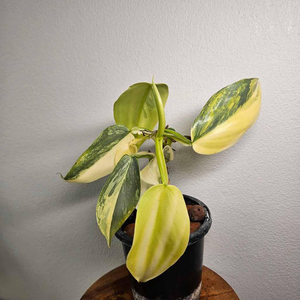 Philodendron Silver Sword | Highly Variegated