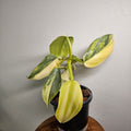 Philodendron Silver Sword | Highly Variegated