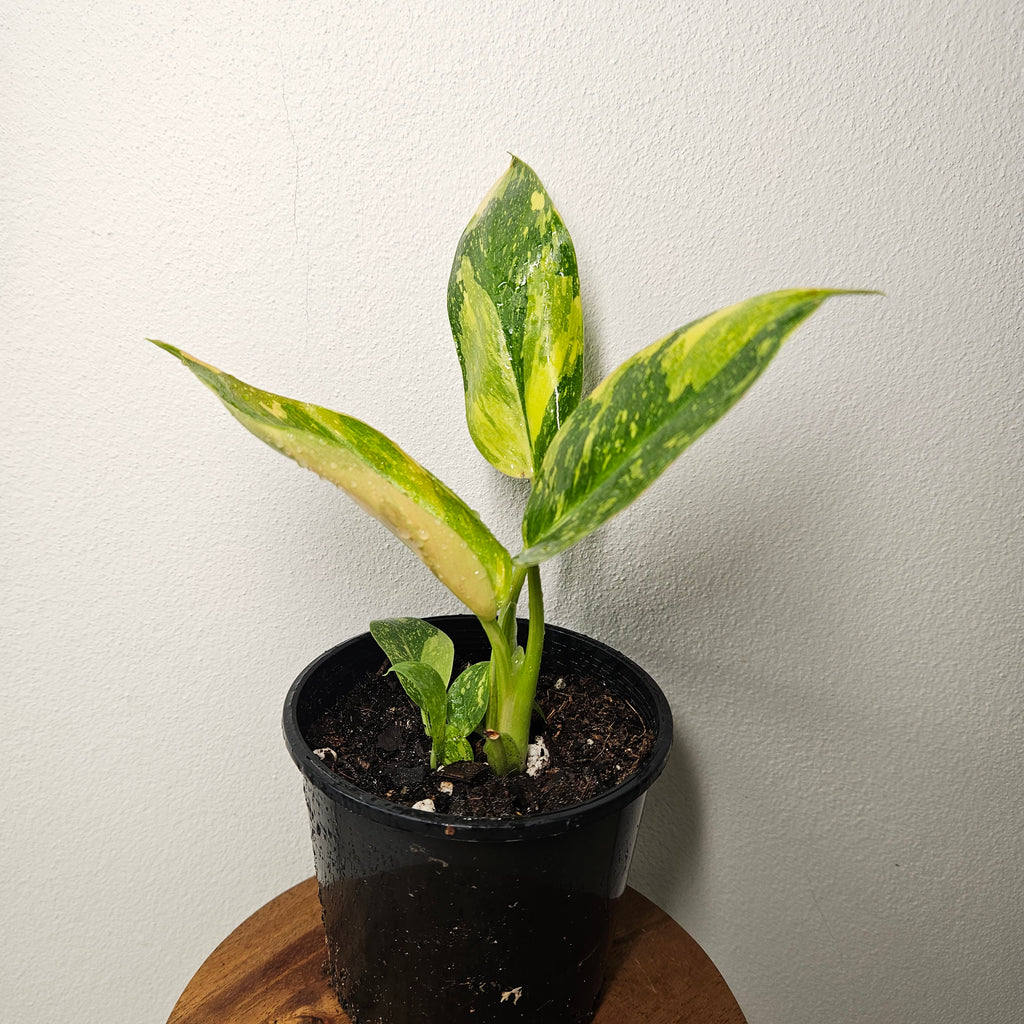Philodendron | Green Congo Nuclear Aurea Variegated