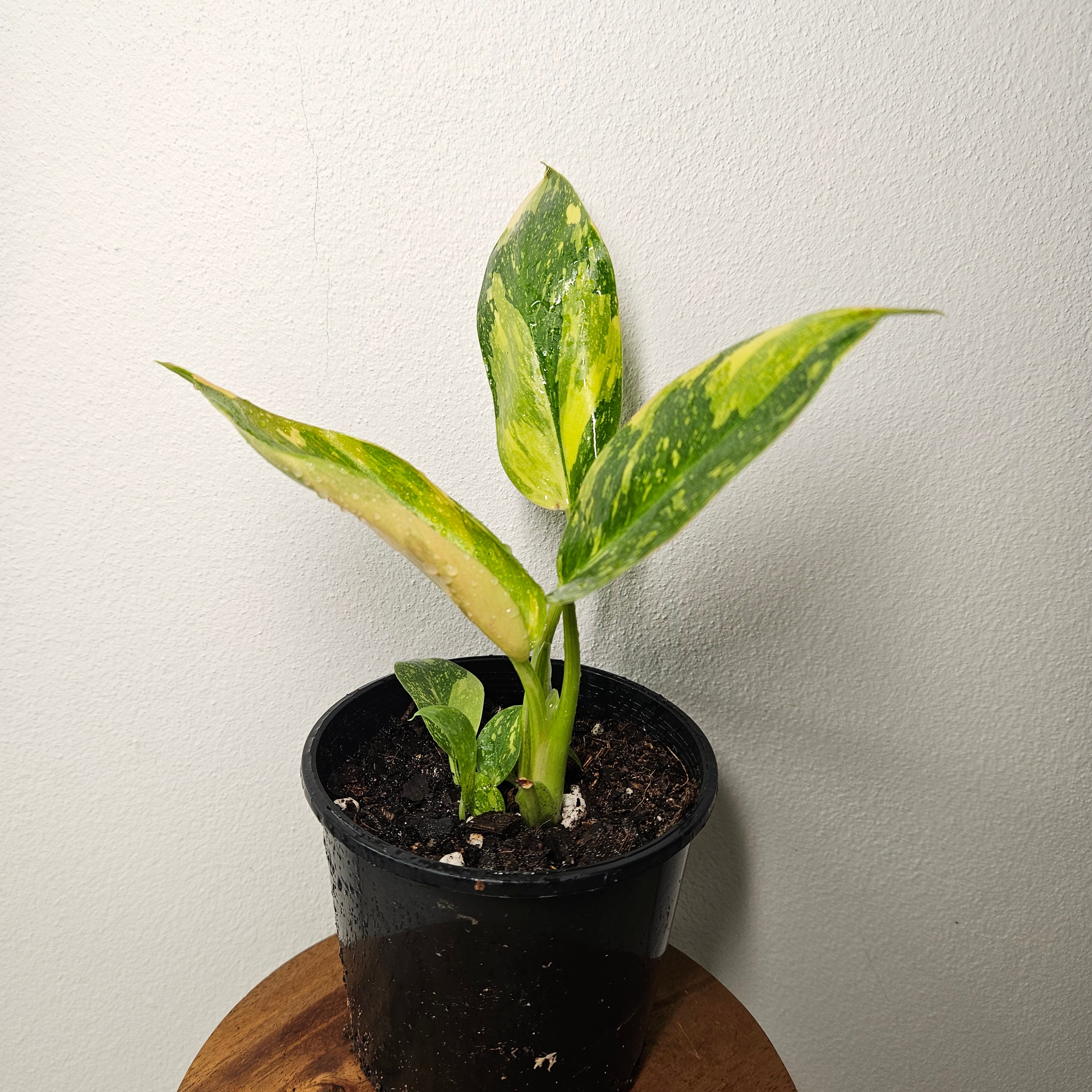 Philodendron | Green Congo Nuclear Aurea Variegated