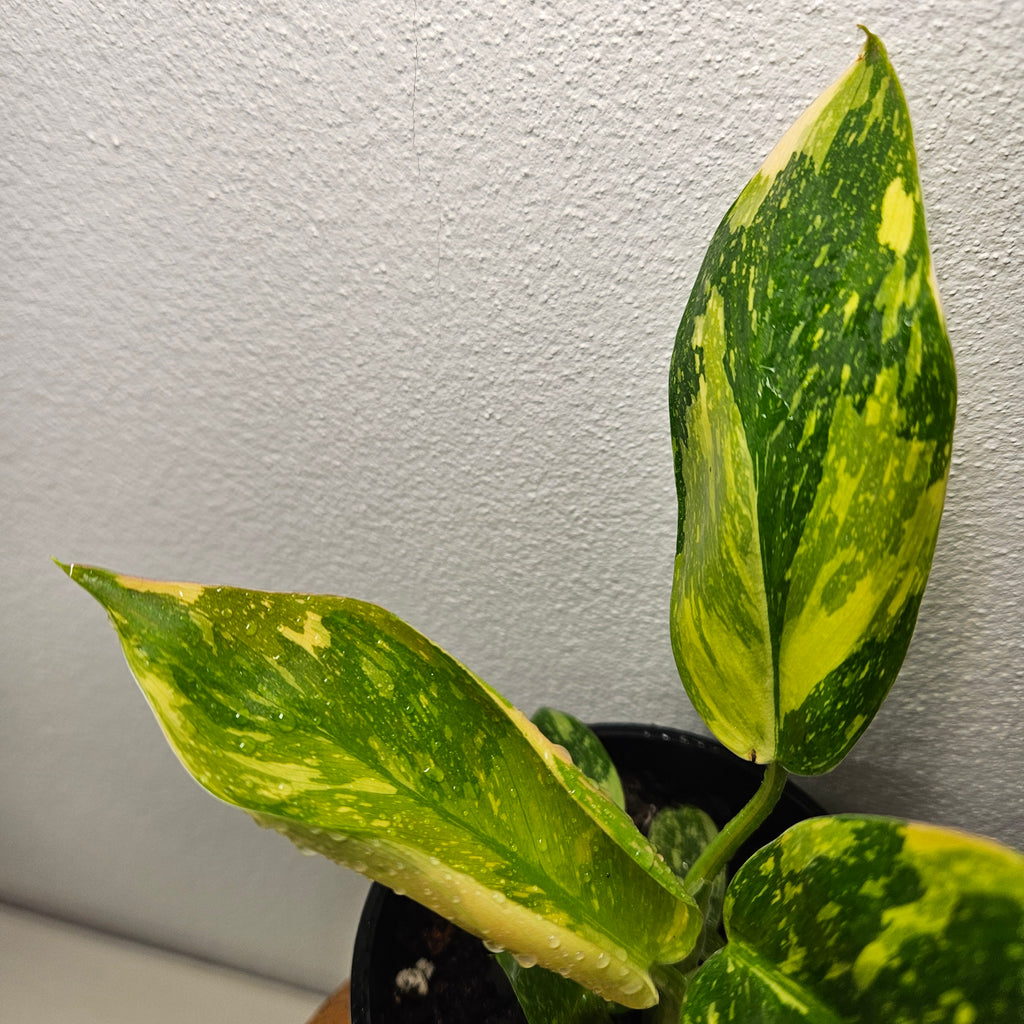 Philodendron | Green Congo Nuclear Aurea Variegated