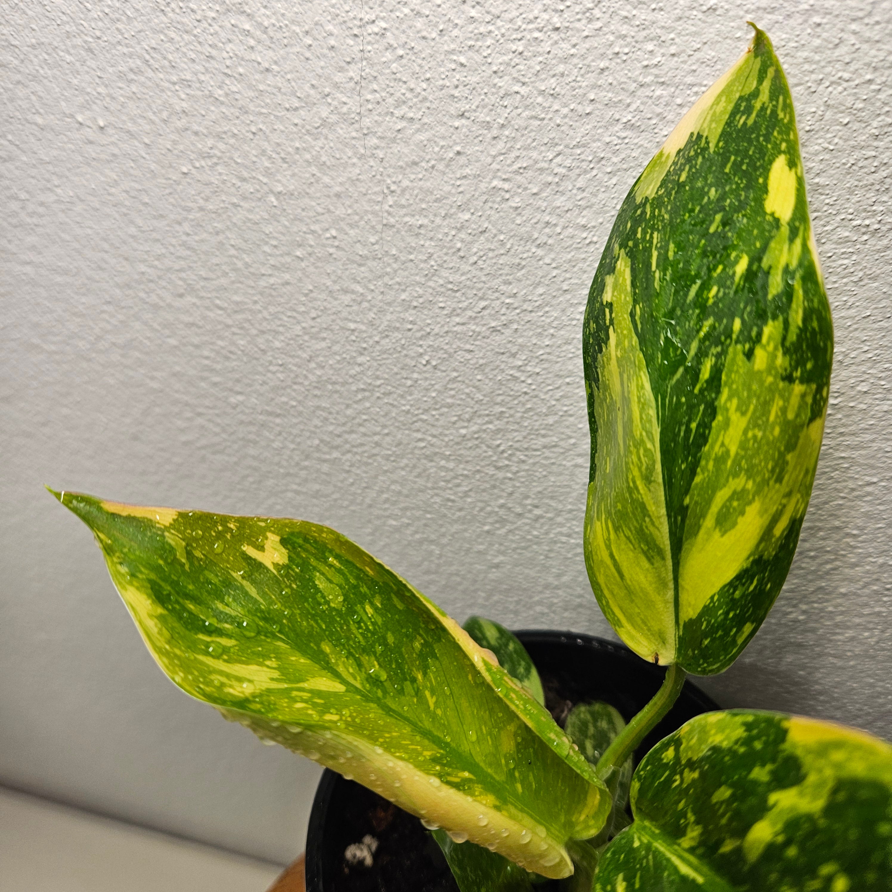 Philodendron | Green Congo Nuclear Aurea Variegated