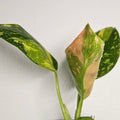 Philodendron | Green Congo Nuclear Aurea Variegated