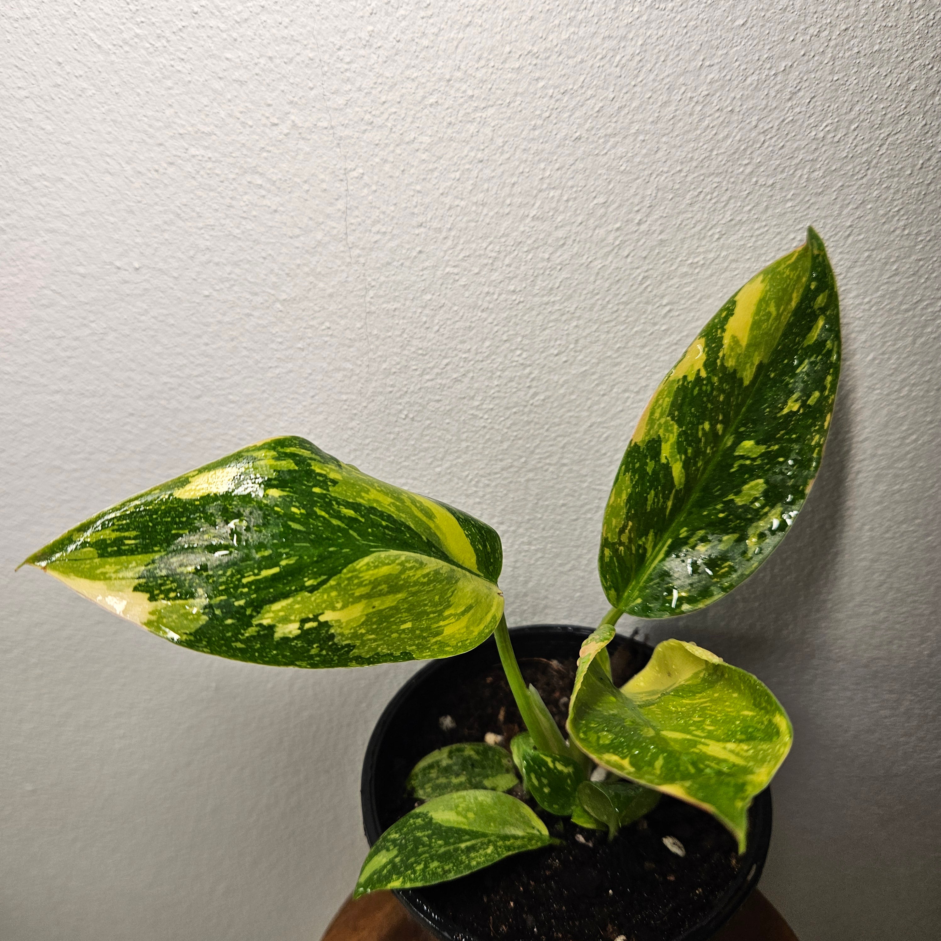 Philodendron | Green Congo Nuclear Aurea Variegated