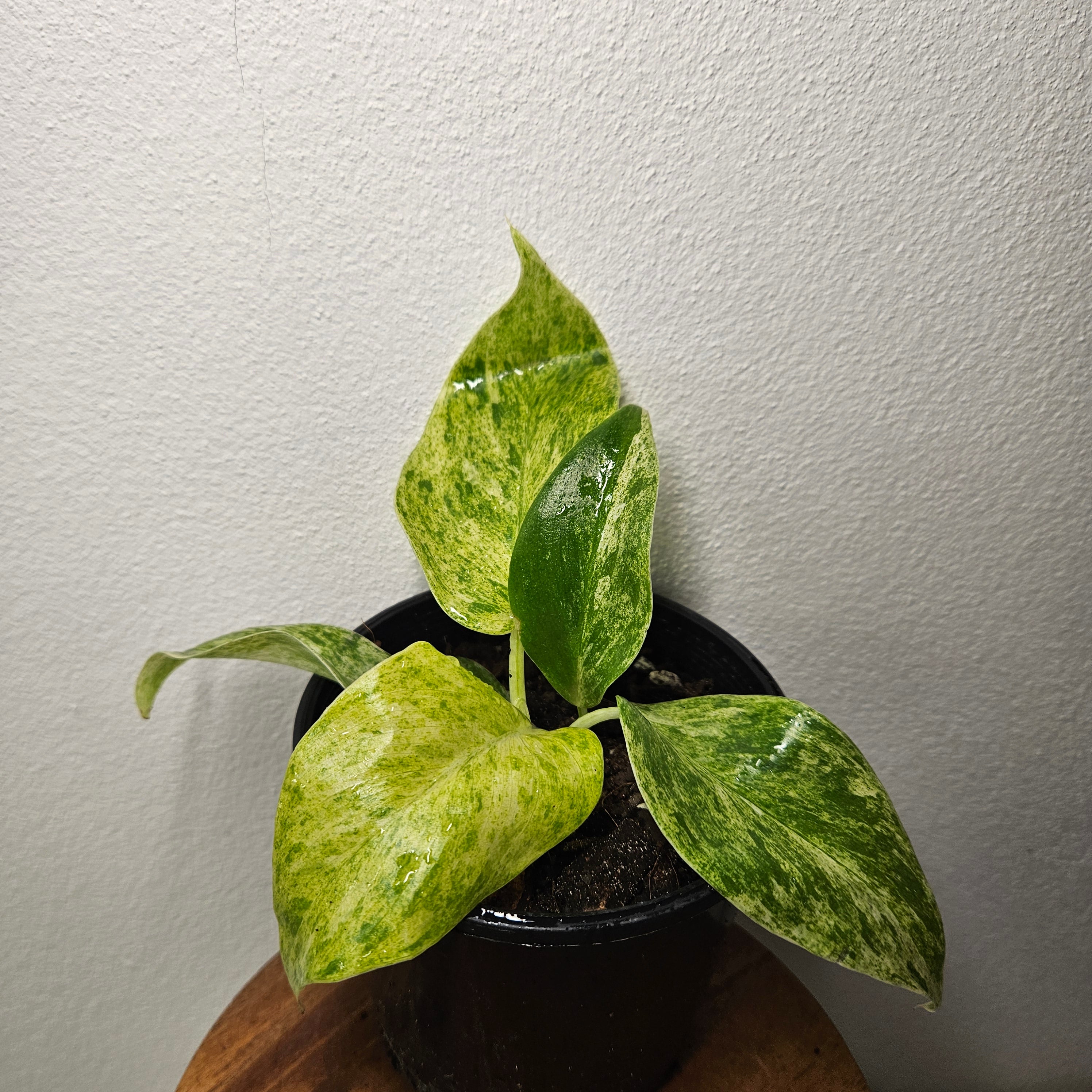 Philodendron Giganteum Blizzard | Highly Variegated