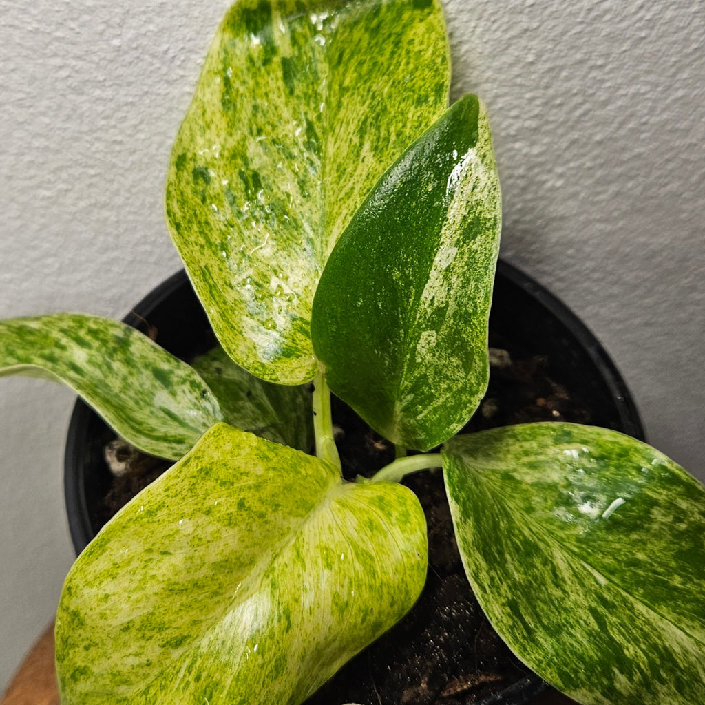 Philodendron Giganteum Blizzard | Highly Variegated