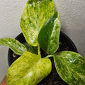 Philodendron Giganteum Blizzard | Highly Variegated