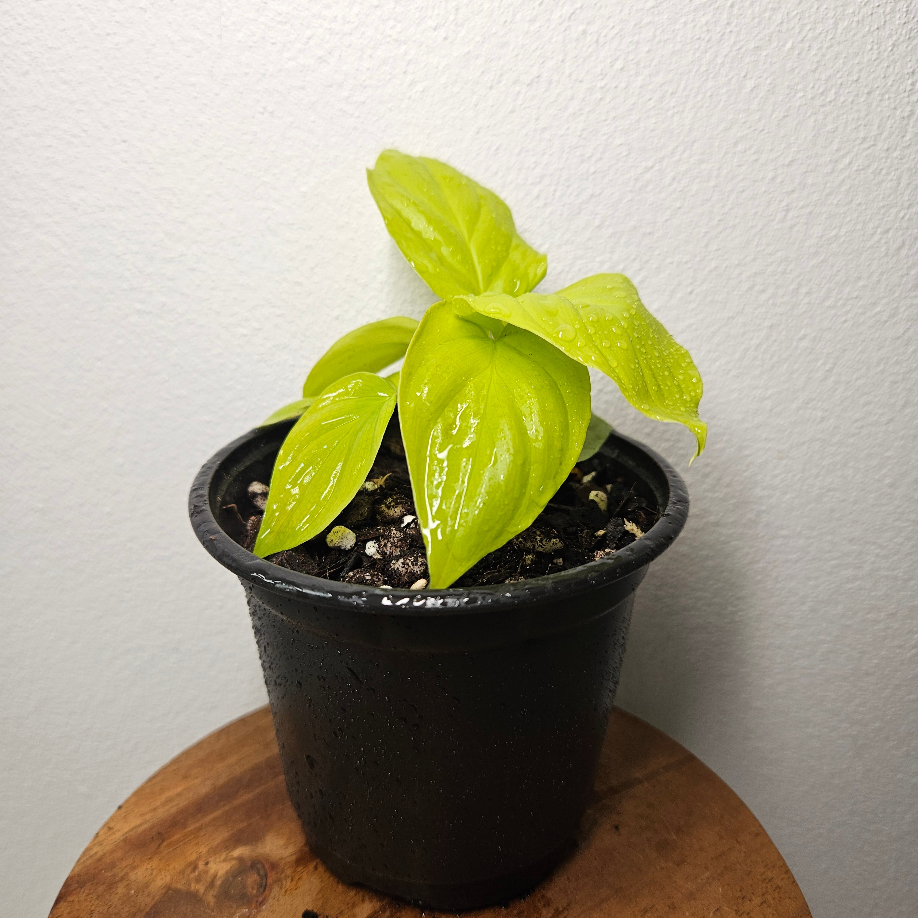 Homalomena Rubescens | 'Golden Hibiscus’
