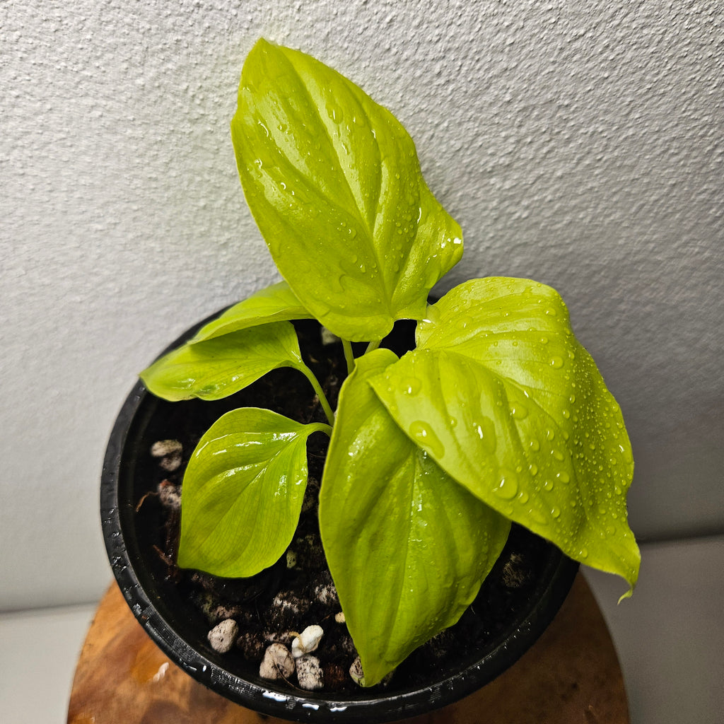 Homalomena Rubescens | 'Golden Hibiscus’