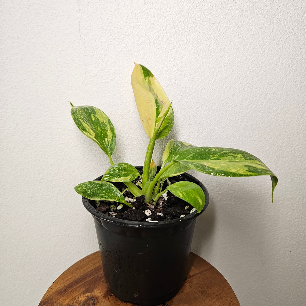 Philodendron | Green Congo Nuclear Aurea Variegated
